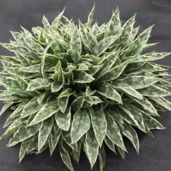 RASPBERRY FROST LUNGWORT -Deals Plants Store DETA 5116