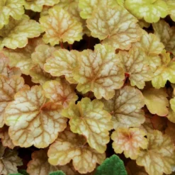 GINGER ALE CORAL BELLS 6 GINGER ALE CORAL BELLS -Deals Plants Store DETA 515