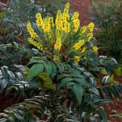 MARVEL MAHONIA 5 MARVEL MAHONIA -Deals Plants Store DETA 5185