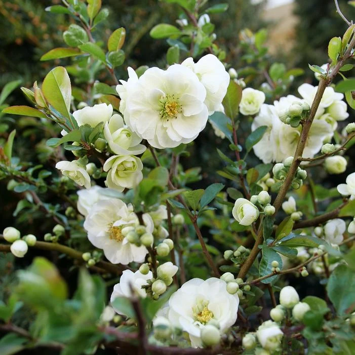 DOUBLE TAKE® ETERNAL WHITE QUINCE 1 DOUBLE TAKE® ETERNAL WHITE QUINCE