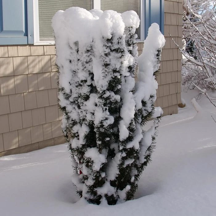 STONEHENGE SKINNY® YEW 1 STONEHENGE SKINNY® YEW