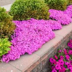 DRUMMOND'S PINK CREEPING PHLOX 5 DRUMMOND'S PINK CREEPING PHLOX -Deals Plants Store DETA 5319