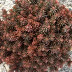 CHOCOLATE BALL SEDUM