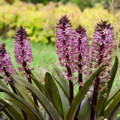 CROWNING GLORY™ PURPLE REIGN PINEAPPLE LILY -Deals Plants Store DETA 5373