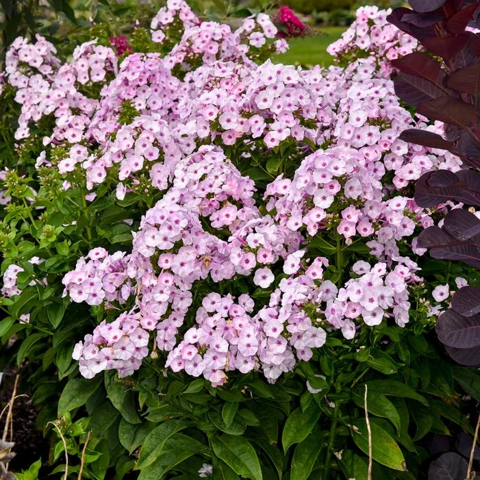 GARDEN GIRLS® FANCY GIRL GARDEN PHLOX 1 GARDEN GIRLS® FANCY GIRL GARDEN PHLOX
