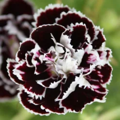 VELVET 'N LACE CHINESE DIANTHUS -Deals Plants Store DETA 5413