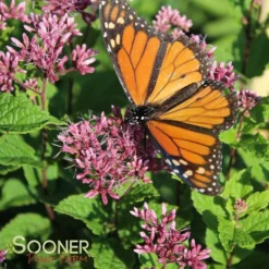 LITTLE JOE JOE PYE WEED -Deals Plants Store DETA 543