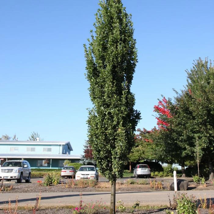 SKINNY GENES® OAK 2 SKINNY GENES® OAK - Image 2