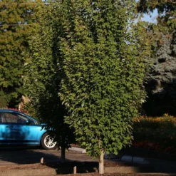 ARMSTRONG GOLD® MAPLE -Deals Plants Store DETA 5466