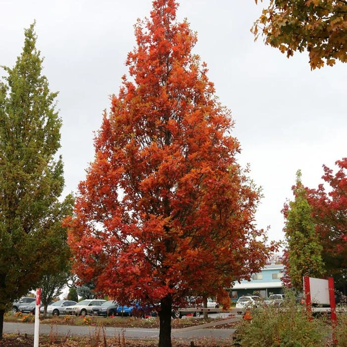 STREETSPIRE® OAK 5 STREETSPIRE® OAK - Image 5