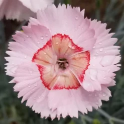 WHETMAN® AMERICAN PIE® GEORGIA PEACH PIE DIANTHUS