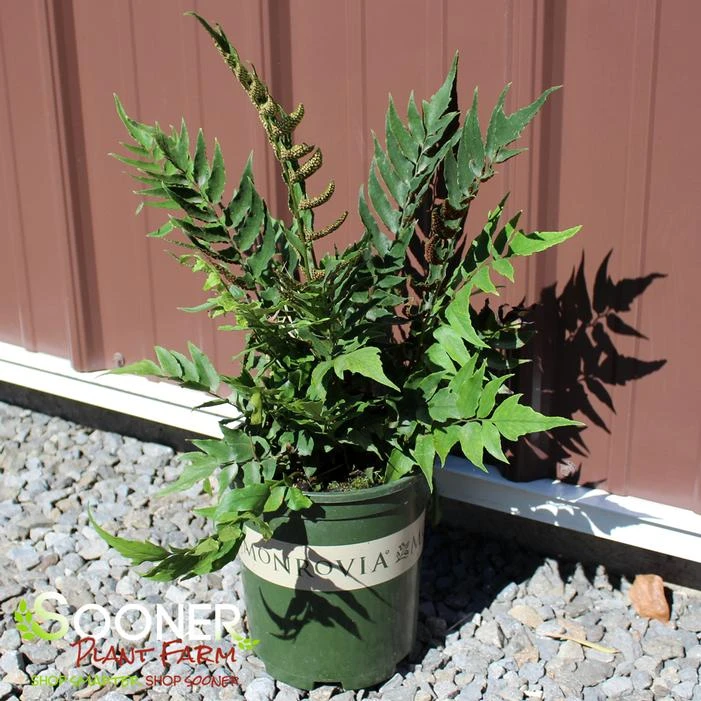 JURASSIC™ STEGOSAURUS JAPANESE HOLLY FERN 2 JURASSIC™ STEGOSAURUS JAPANESE HOLLY FERN - Image 2
