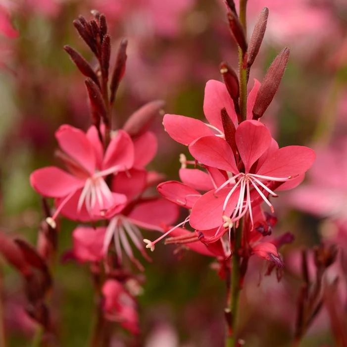 WHISKERS DEEP ROSE WAND FLOWER 2 WHISKERS DEEP ROSE WAND FLOWER - Image 2