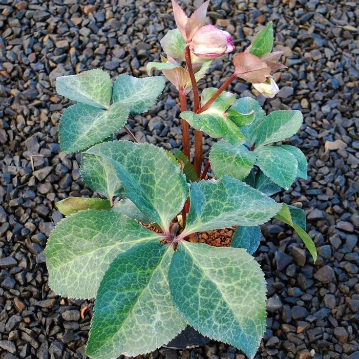 FROSTKISS® GLENDA'S GLOSS LENTEN ROSE 1 FROSTKISS® GLENDA'S GLOSS LENTEN ROSE