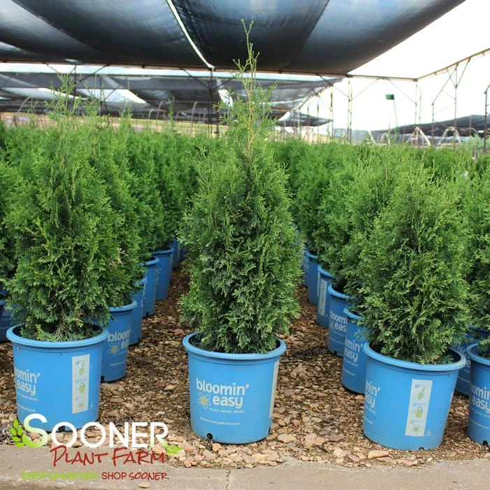 PRIVATE JET™ ARBORVITAE 2 PRIVATE JET™ ARBORVITAE - Image 2