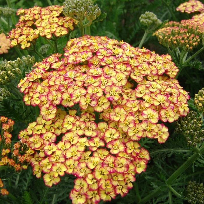 RAINBOW™ TRICOLOR YARROW 1 RAINBOW™ TRICOLOR YARROW