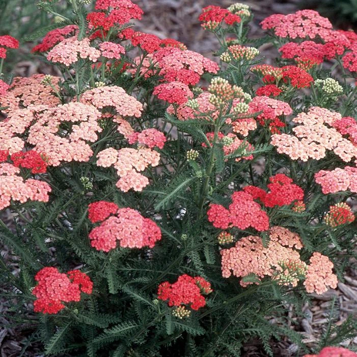 TUTTI FRUTTI™ APRICOT DELIGHT YARROW 1 TUTTI FRUTTI™ APRICOT DELIGHT YARROW