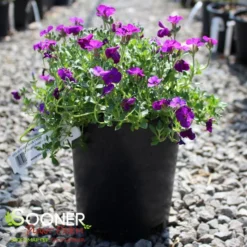 ROCK ON PURPLE ROCK CRESS -Deals Plants Store DETA 5677