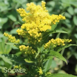 LITTLE LEMON GOLDENROD -Deals Plants Store DETA 588