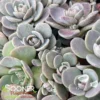 SUNSPARKLER® BLUE ELF SEDUM