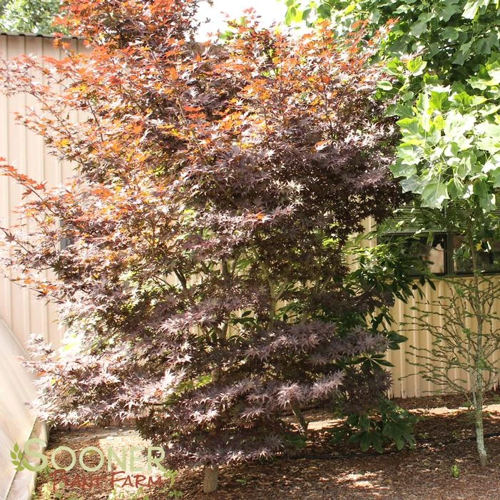 BLOODGOOD UPRIGHT JAPANESE MAPLE 2 BLOODGOOD UPRIGHT JAPANESE MAPLE - Image 2