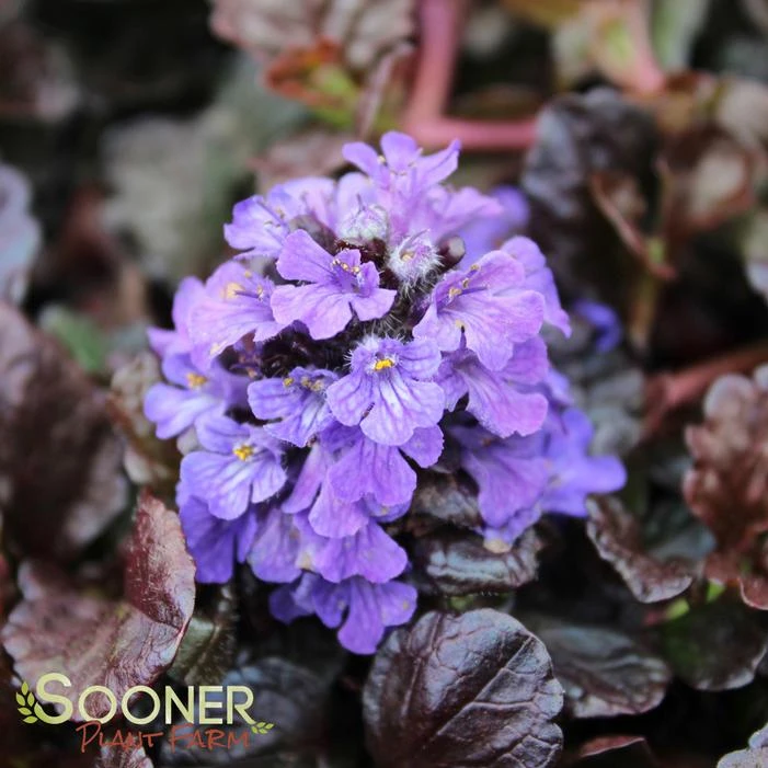 WALBERTON'S® BLACK SCALLOP AJUGA 1 WALBERTON'S® BLACK SCALLOP AJUGA