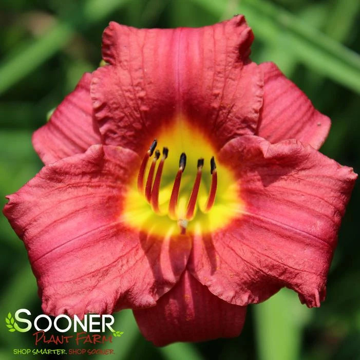 RUBY STELLA DAYLILY 2 RUBY STELLA DAYLILY - Image 2