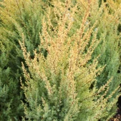 GOLD CONE JUNIPER