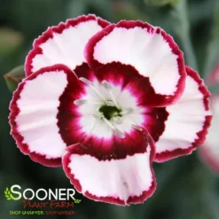 RASPBERRY SWIRL DIANTHUS 9 RASPBERRY SWIRL DIANTHUS -Deals Plants Store DETA2 1178