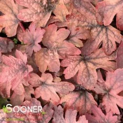 SWEET TEA FOAMY BELLS -Deals Plants Store DETA2 1232