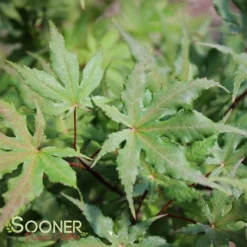 AMBER GHOST UPRIGHT JAPANESE MAPLE 5 AMBER GHOST UPRIGHT JAPANESE MAPLE -Deals Plants Store DETA2 1409