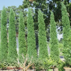 TAYLOR JUNIPER -Deals Plants Store DETA2 142