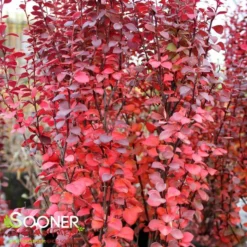 ORANGE ROCKET BARBERRY 7 ORANGE ROCKET BARBERRY -Deals Plants Store DETA2 1447