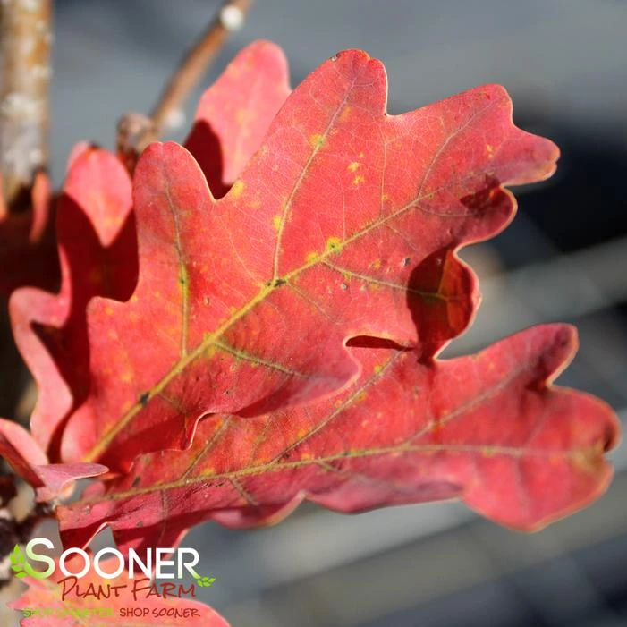 CRIMSON SPIRE™ OAK 3 CRIMSON SPIRE™ OAK - Image 3