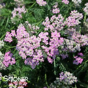 PRETTY BELINDA YARROW 1 PRETTY BELINDA YARROW