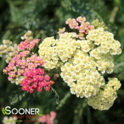 SUMMER PASTELS YARROW 10 SUMMER PASTELS YARROW -Deals Plants Store DETA2 1720