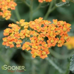 TERRA COTTA YARROW -Deals Plants Store DETA2 1721