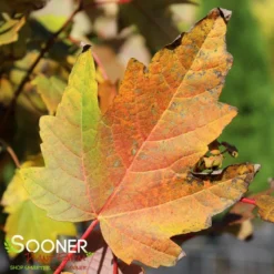 BOWHALL MAPLE -Deals Plants Store DETA2 174