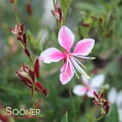 SISKIYOU PINK WAND FLOWER -Deals Plants Store DETA2 1762