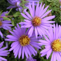 OCTOBER SKIES ASTER -Deals Plants Store DETA2 1871