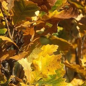 REGAL PRINCE OAK 1 REGAL PRINCE OAK