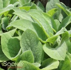 HELENE VON STEIN LAMB'S EAR -Deals Plants Store DETA2 2017