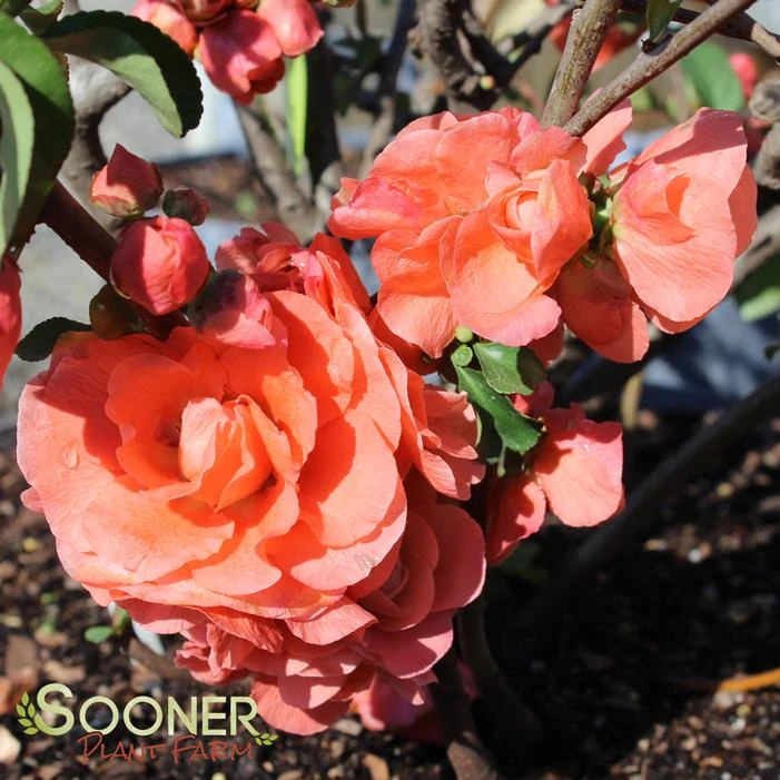 DOUBLE TAKE® ORANGE STORM QUINCE 3 DOUBLE TAKE® ORANGE STORM QUINCE - Image 3