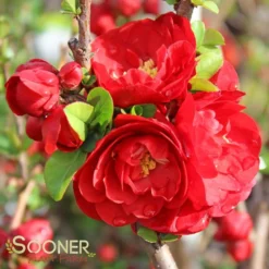 DOUBLE TAKE® SCARLET STORM QUINCE -Deals Plants Store DETA2 2022