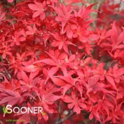 Best Seller -Deals Plants Store DETA2 209