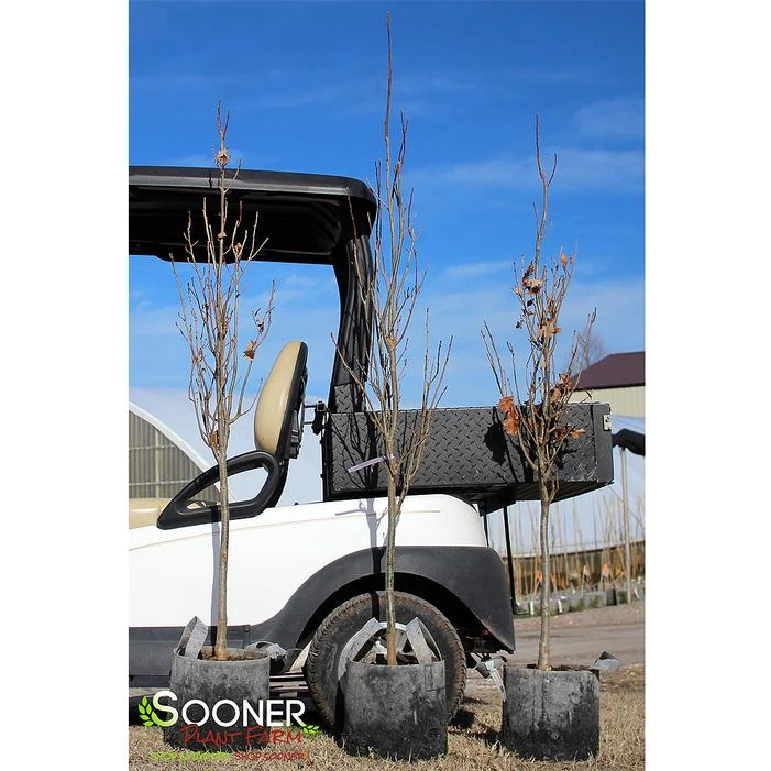 KINDRED SPIRIT® OAK 1 KINDRED SPIRIT® OAK