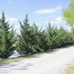 HETZI COLUMN JUNIPER -Deals Plants Store DETA2 2415