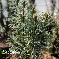 UPRIGHT PLUM YEW 5 UPRIGHT PLUM YEW -Deals Plants Store DETA2 2484