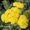 MOONSHINE YARROW
