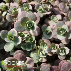 SUNSPARKLER® CHERRY TART SEDUM 5 SUNSPARKLER® CHERRY TART SEDUM -Deals Plants Store DETA2 3014